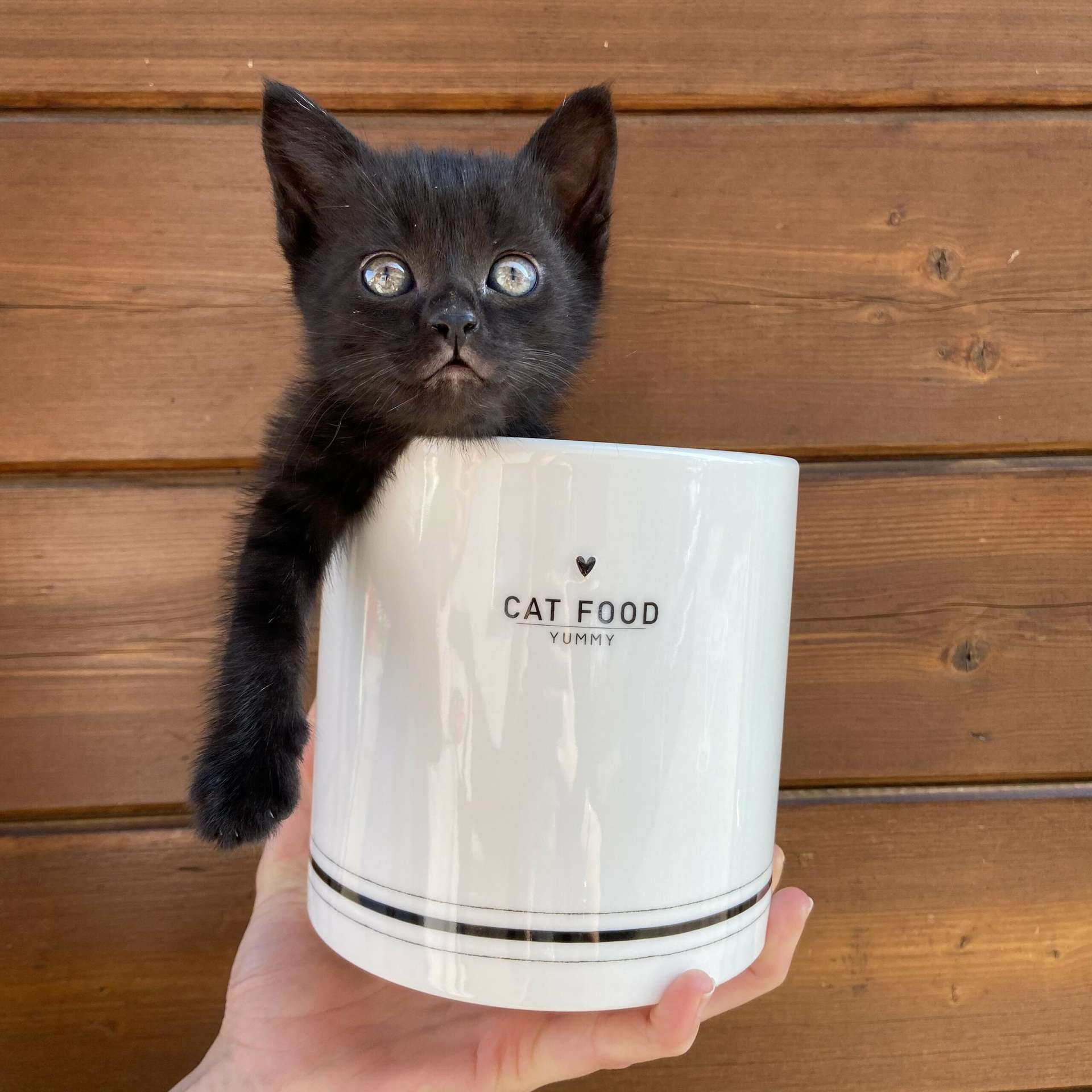 Immagine principale di Barattolo in Ceramica Cat food con Tappo Ermetico Cibo per Gatti | Bastion Collections