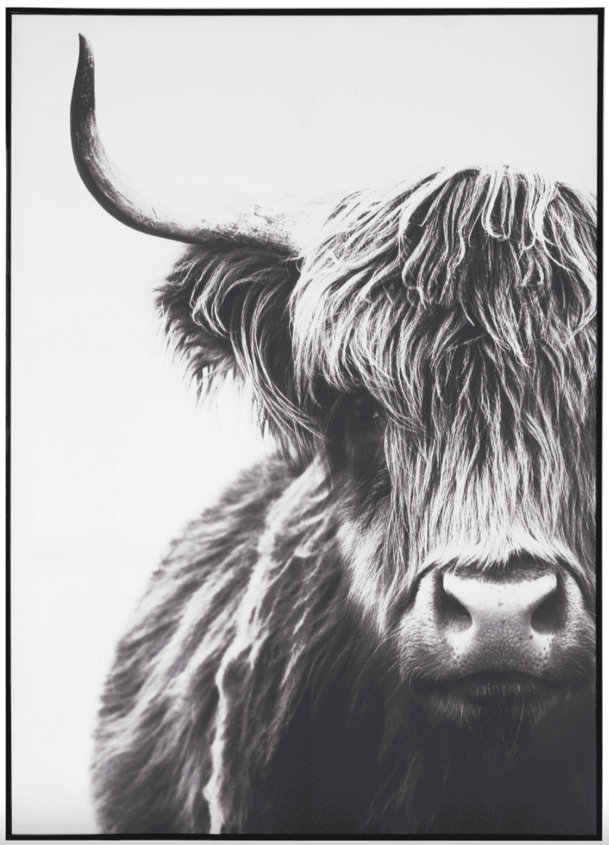 Immagine principale di Quadro Yak in Tela con Cornice 103x143 cm | Jolipa