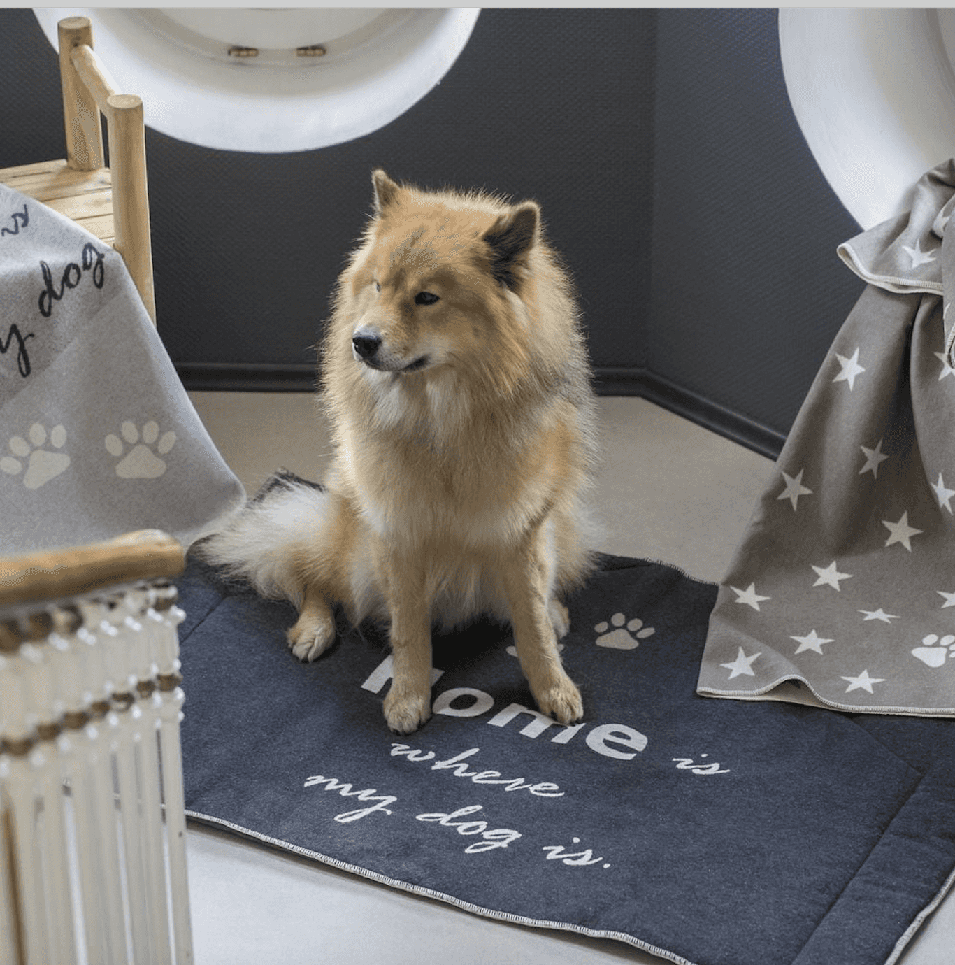 Immagine principale di Tappetino per Cani Home is where my dog is 80x120 cm in Cotone | David Fussenegger
