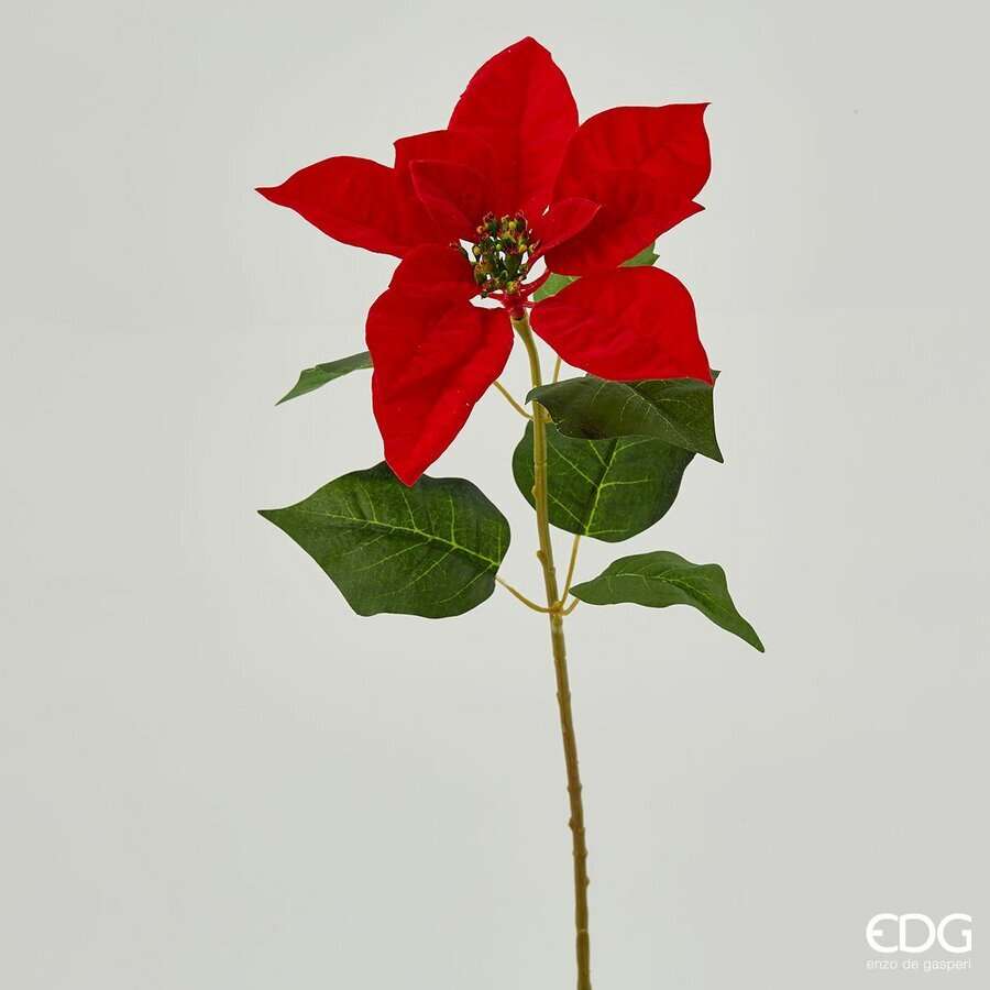 Immagine principale di Stella di Natale Real Ramo h 50 cm | EDG Enzo De Gasperi