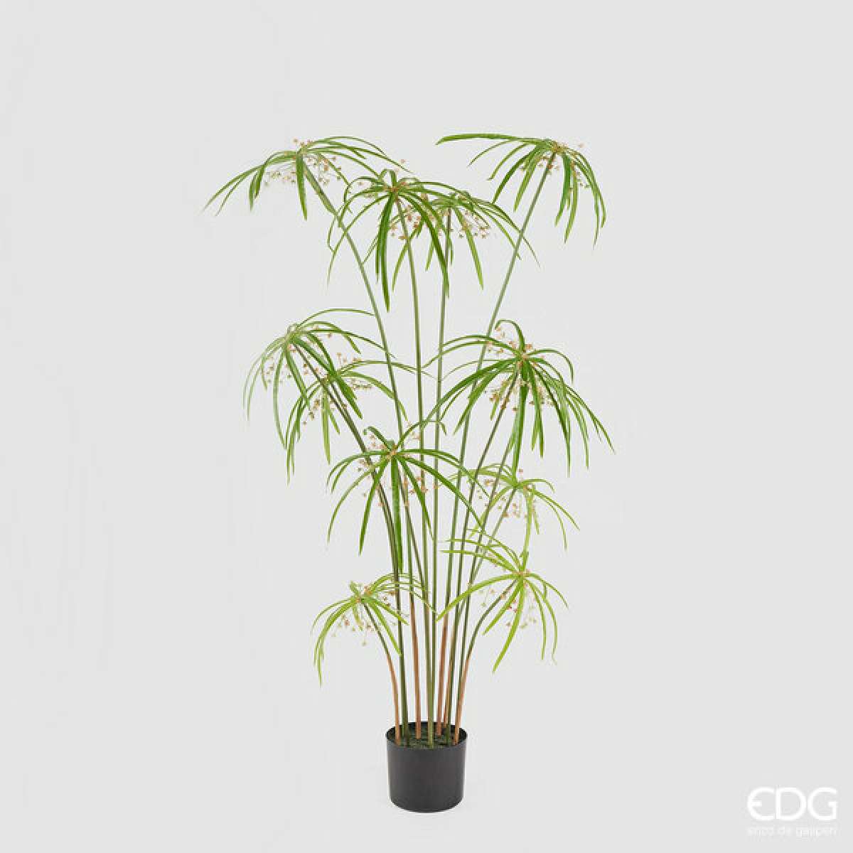 Immagine del prodotto Papiro Chic con Vaso h 120 cm | EDG Enzo De Gasperi