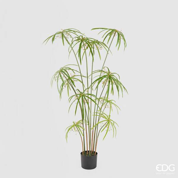 Immagine principale di Papiro Chic con Vaso h 120 cm | EDG Enzo De Gasperi
