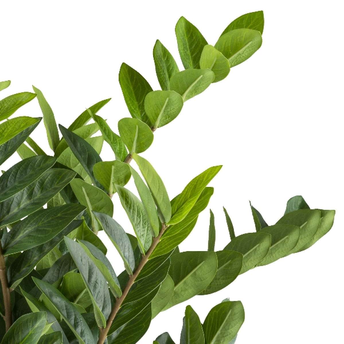 Immagine del prodotto Zamioculcas Zamifolia Artificiale con Vaso - 2 Misure | Gasper since 1965
