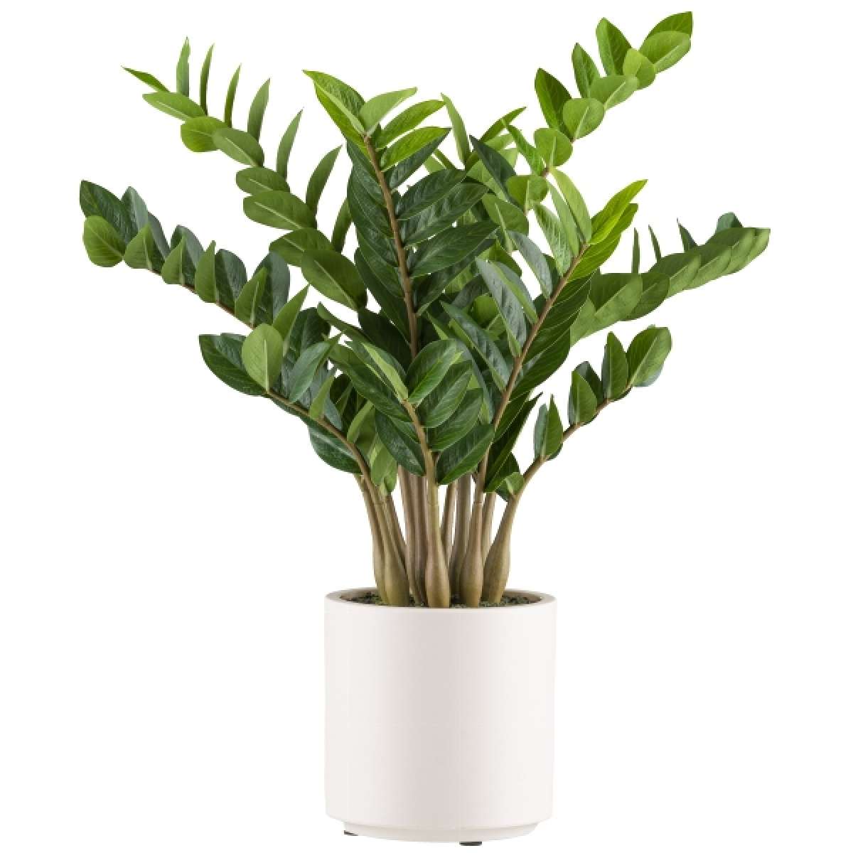 Immagine del prodotto Zamioculcas Zamifolia Artificiale con Vaso - 2 Misure | Gasper since 1965