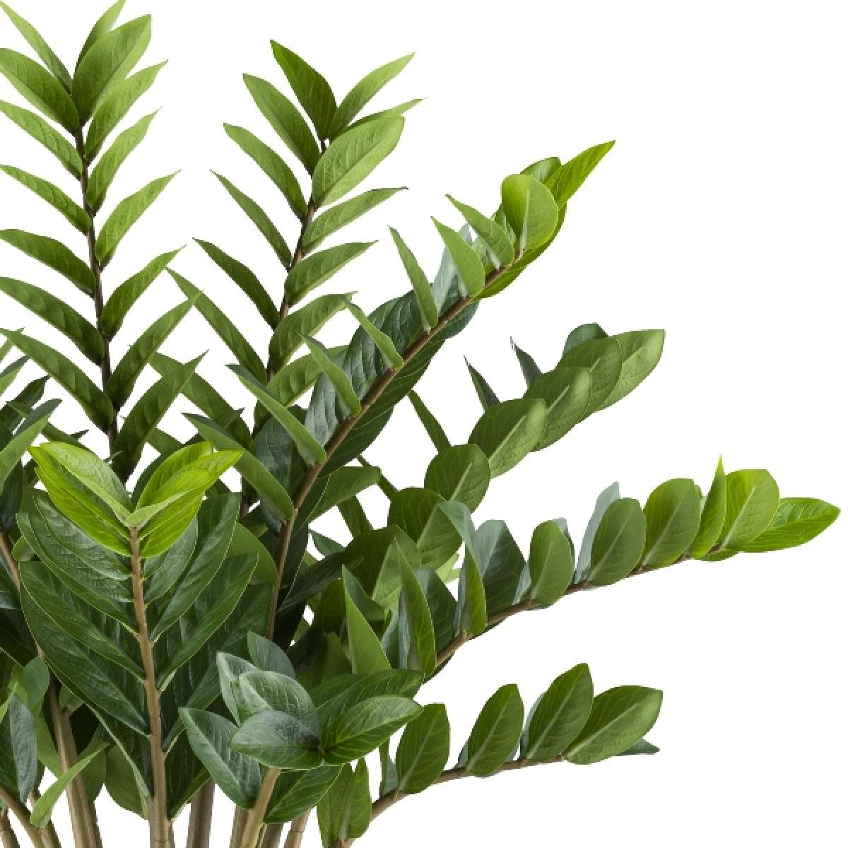 Immagine del prodotto Zamioculcas Zamifolia Artificiale con Vaso - 2 Misure | Gasper since 1965