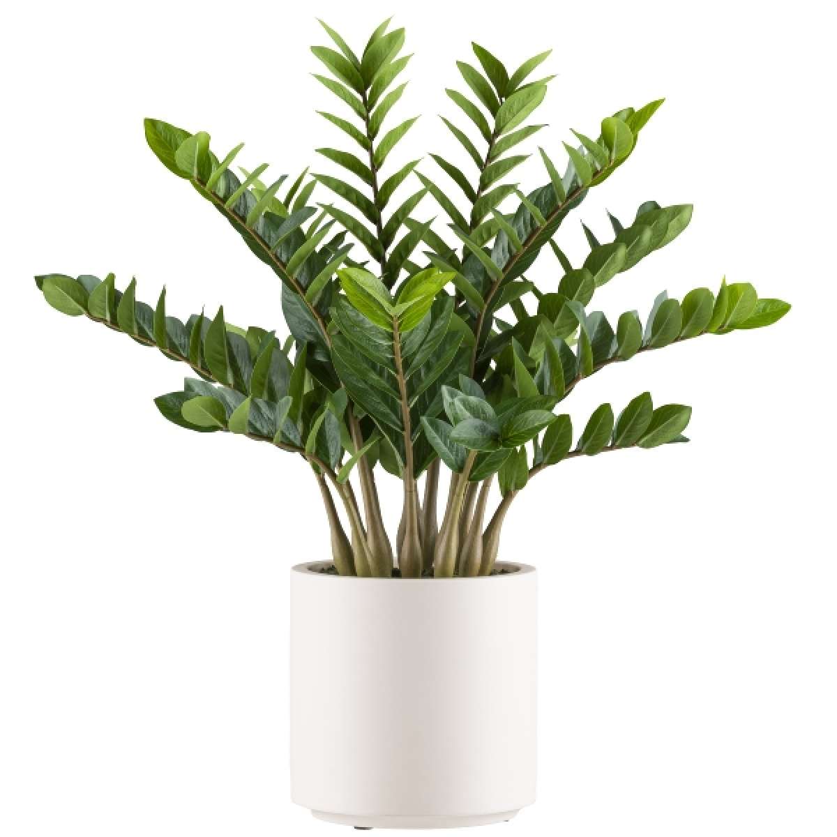Immagine del prodotto Zamioculcas Zamifolia Artificiale con Vaso - 2 Misure | Gasper since 1965