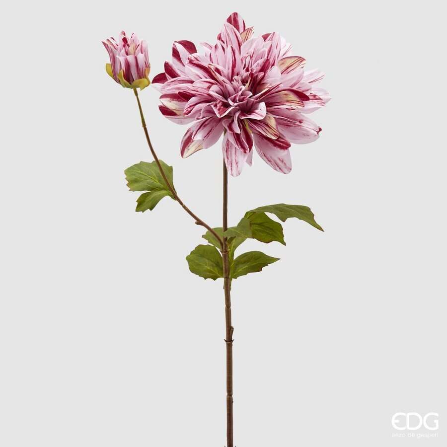 Immagine principale di Dalia Rex New h 70cm - 3 Colori | EDG Enzo De Gasperi