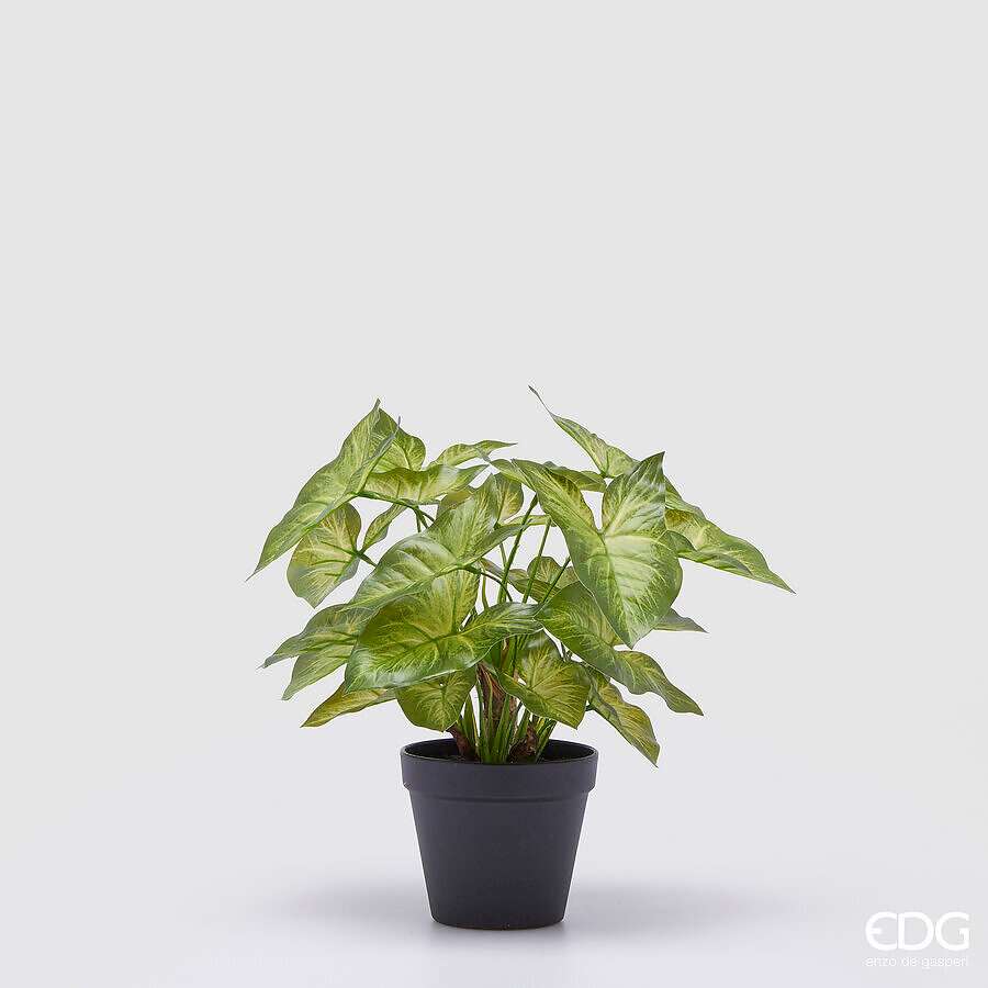 Immagine principale di Syngonium Artificiale con Vaso - 2 Misure | EDG Enzo De Gasperi