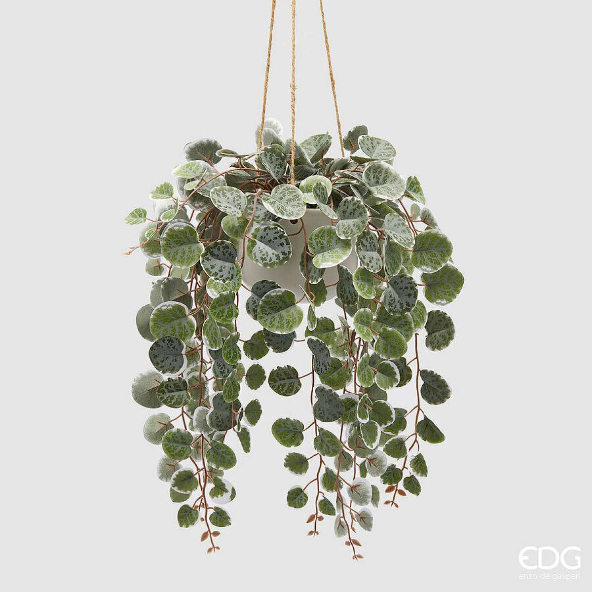 Immagine del prodotto Ceropegia con Vaso Bianco da Appendere h 44 cm | EDG Enzo De Gasperi