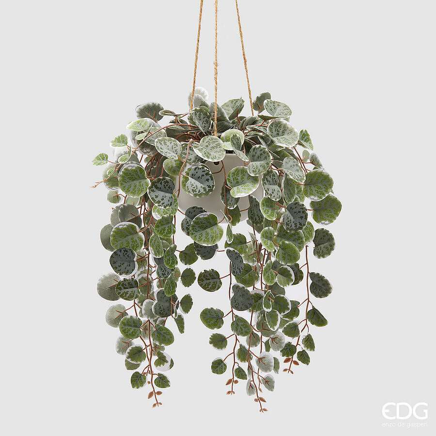Immagine principale di Ceropegia con Vaso Bianco da Appendere h 44 cm | EDG Enzo De Gasperi