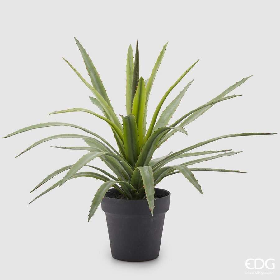 Immagine principale di Agave Chic con Vaso h 45 cm | EDG Enzo De Gasperi