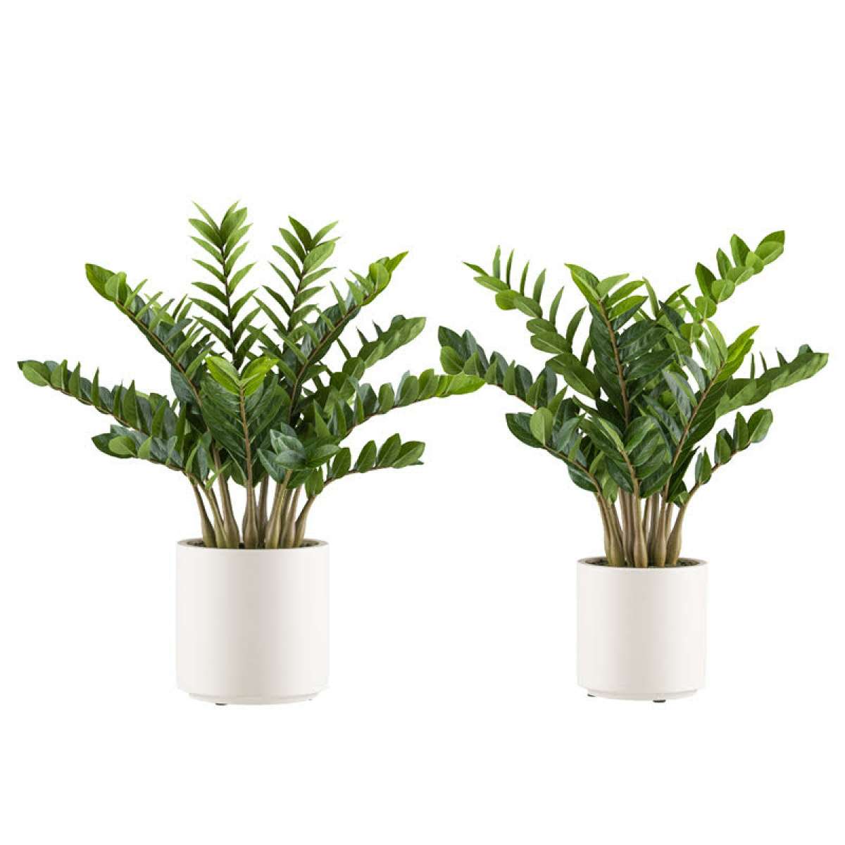 Immagine del prodotto Zamioculcas Zamifolia Artificiale con Vaso - 2 Misure | Gasper since 1965