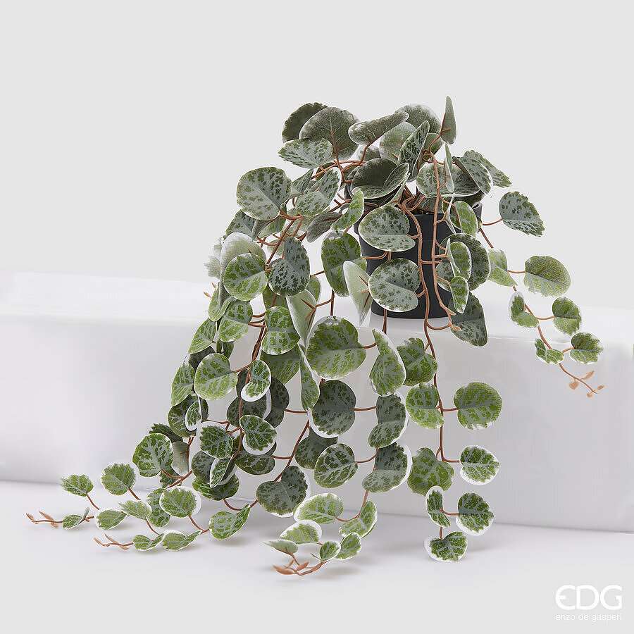 Immagine principale di Ceropegia con Vaso Nero h 44 cm | EDG Enzo De Gasperi