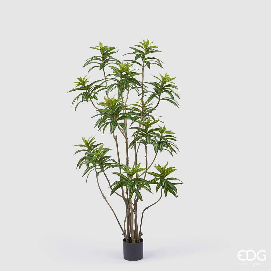 Immagine principale di Dracena Marginata Artificiale con Vaso h 160cm | EDG Enzo De Gasperi