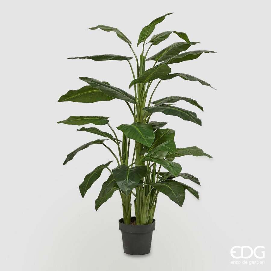 Immagine principale di Calla Pianta con Vaso h 145 Cm | EDG Enzo De Gasperi