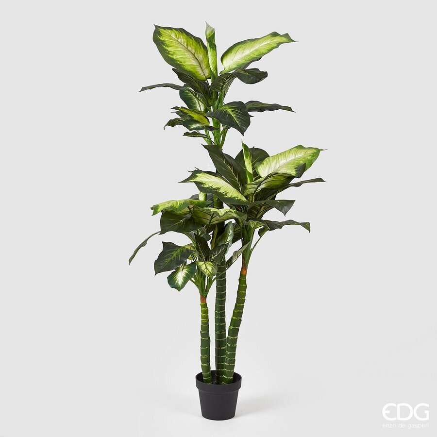 Immagine principale di Dieffenbachia con Vaso h 155 Cm | EDG Enzo De Gasperi