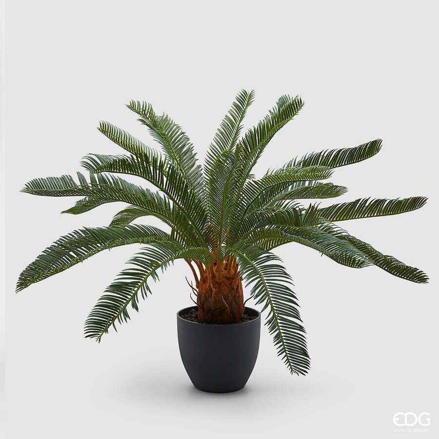 Immagine principale di Palma Cycas con Vaso h 72 Cm | EDG Enzo De Gasperi