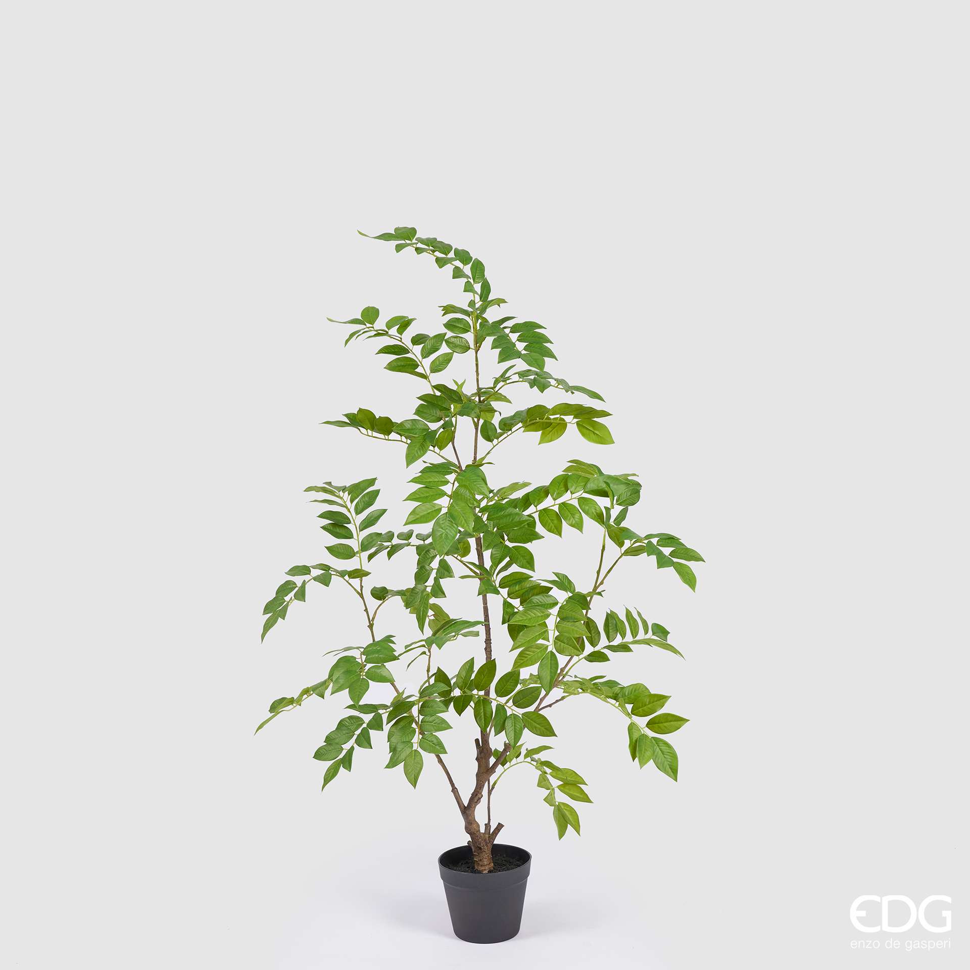 Immagine principale di Dalbergia Artificiale con Vaso - 2 Misure | EDG Enzo De Gasperi