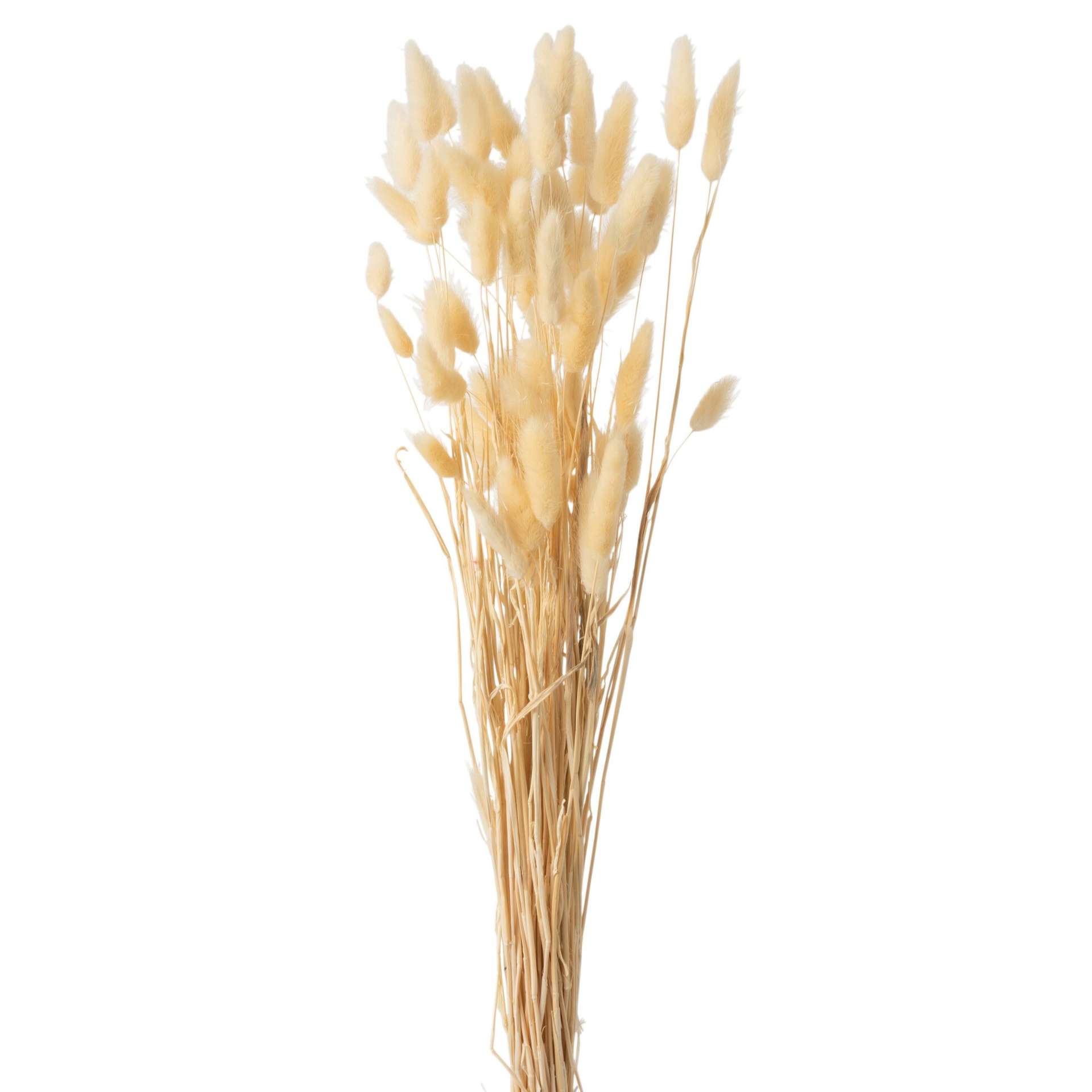 Immagine principale di Mazzo Coda di Lepre Secche 10x4x75cm | Jolipa
