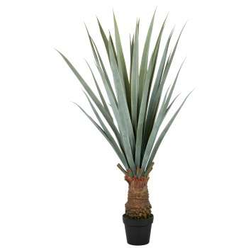 Immagine principale di Agave Angustifolia 140cm con Vaso in Plastica 20x17cm | Gasper since 1965