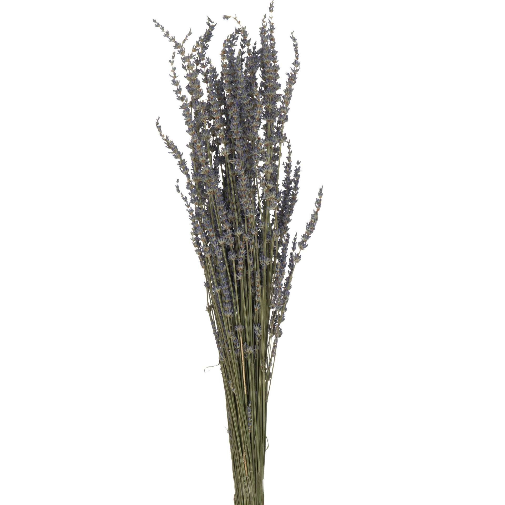 Immagine principale di Mazzo Lavanda Secca 12x12x73cm | Jolipa