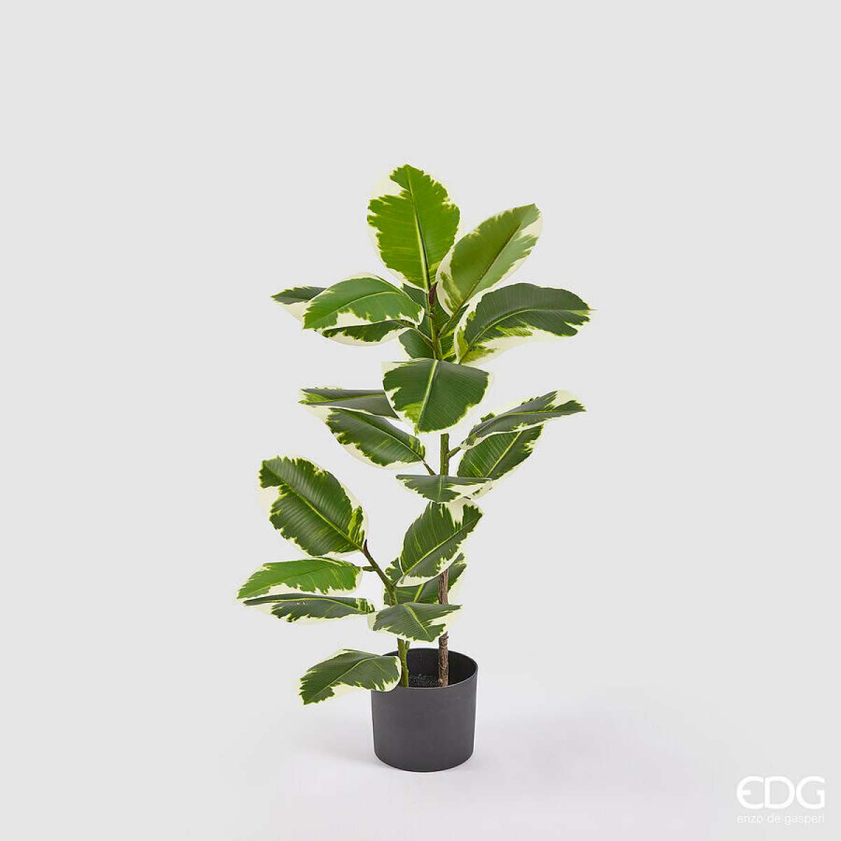 Immagine variante S - Albero della Gomma Artificiale con Vaso - 2 Misure | EDG Enzo De Gasperi