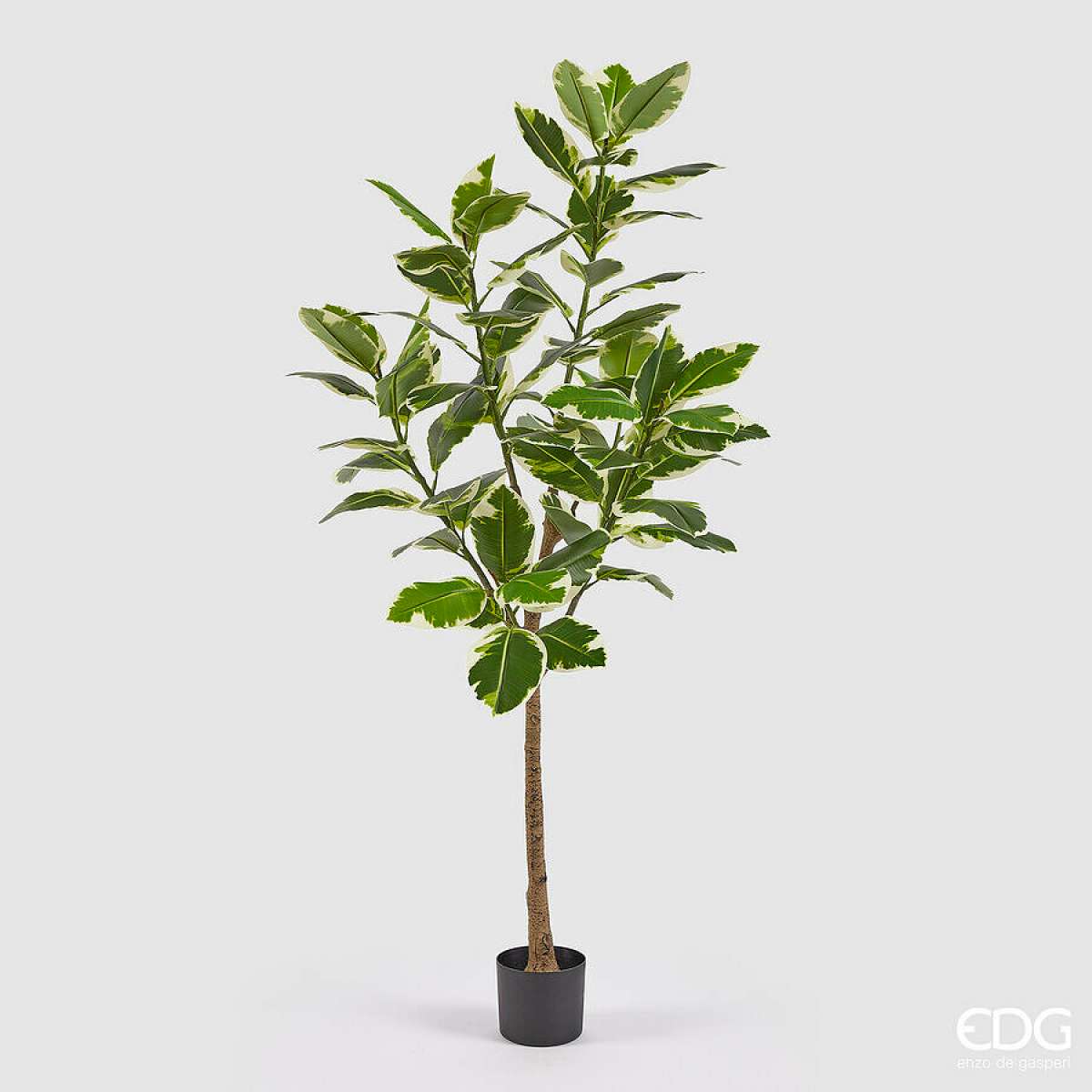 Immagine variante M - Albero della Gomma Artificiale con Vaso - 2 Misure | EDG Enzo De Gasperi