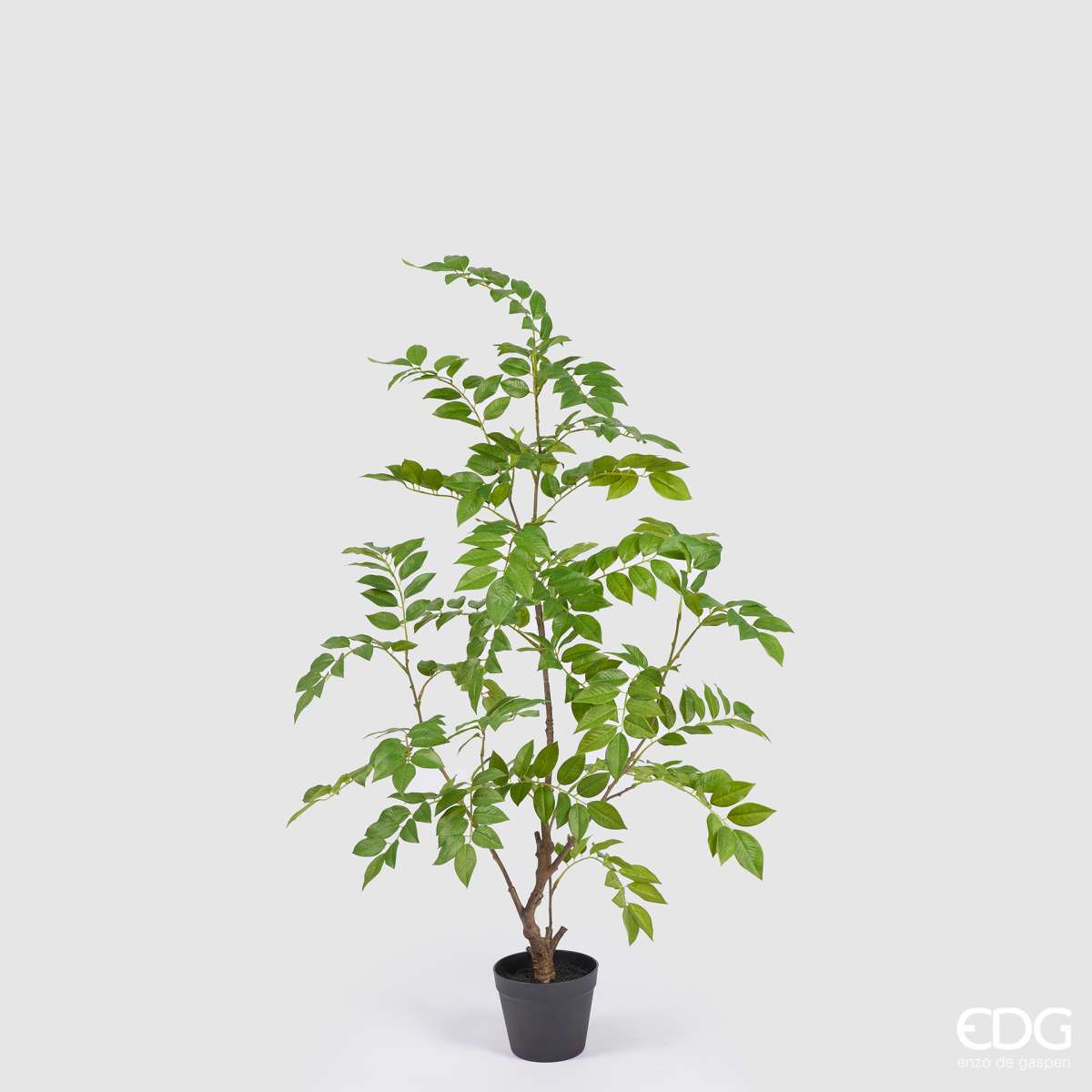 Immagine variante S - Dalbergia Artificiale con Vaso - 2 Misure | EDG Enzo De Gasperi