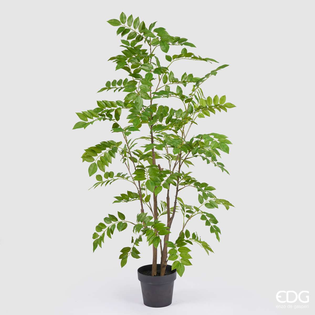 Immagine variante M - Dalbergia Artificiale con Vaso - 2 Misure | EDG Enzo De Gasperi
