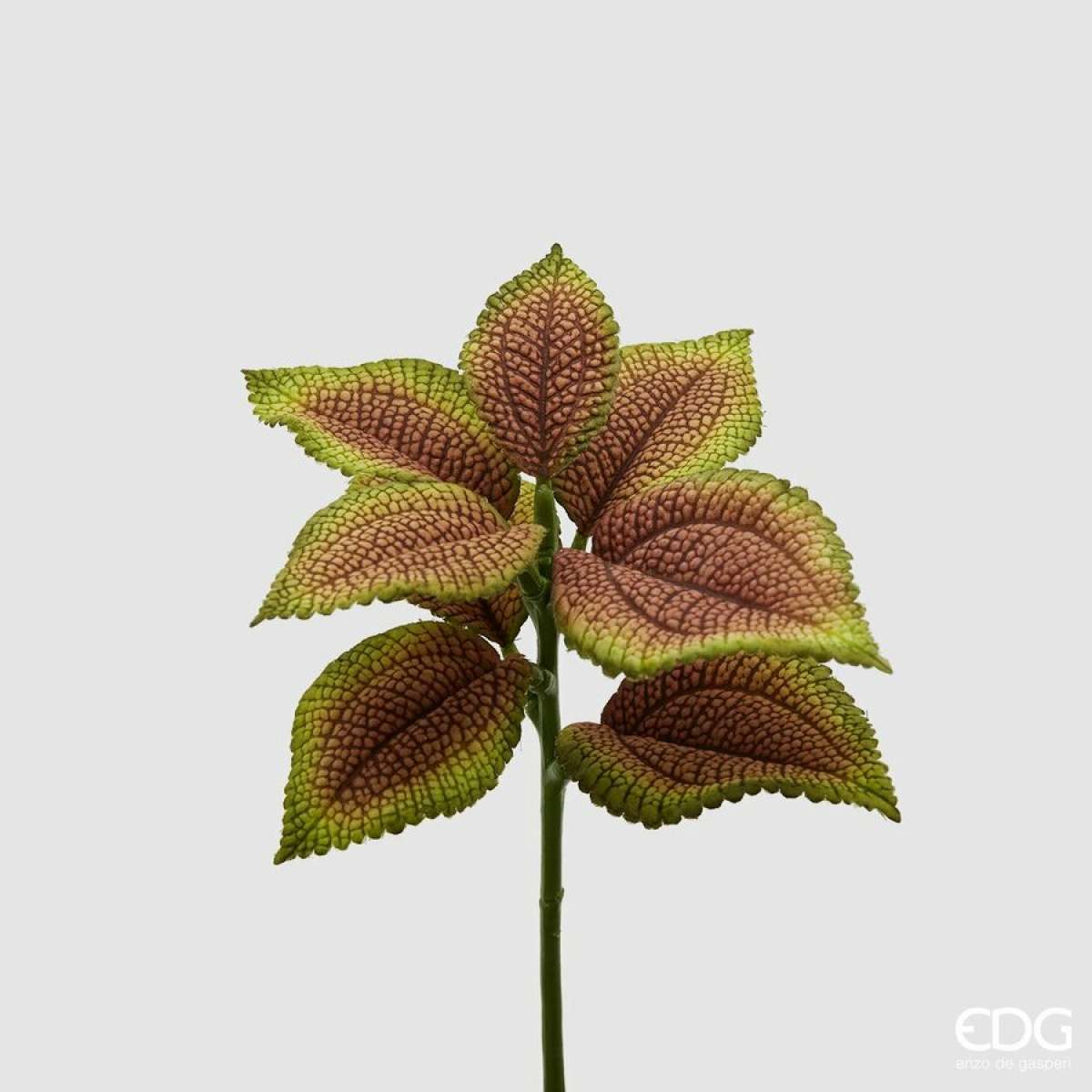 Immagine variante Ambra - Coleus Bell Pick  8 foglie h 24 cm (2 Colori) | EDG Enzo De Gasperi
