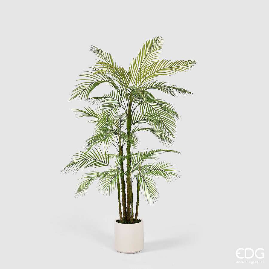 Immagine principale di Palma Areca con Vaso Bianco | EDG Enzo De Gasperi