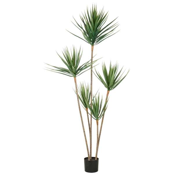 Immagine principale di Dracaena Draco 165cm con Vaso in Plastica 15x13cm | Gasper since 1965