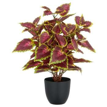 Immagine principale di Coleus Kong Red 40cm con Vaso in Plastica 11,5x10x5 cm | Gasper since 1965