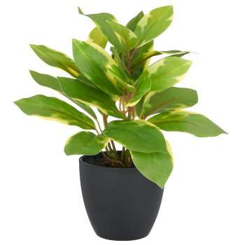 Immagine principale di Epipremnum Aureum con Vaso in Plastica - 3 Misure | Gasper since 1965