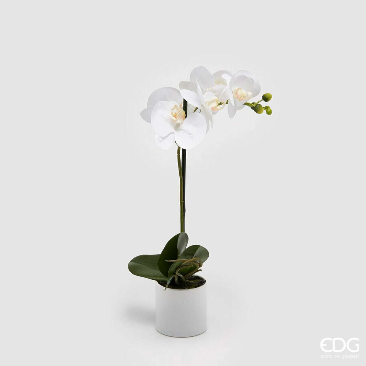 Immagine del prodotto Orchidea Phalaenopsis con Vaso h 40 cm - 2 Colori | EDG Enzo De Gasperi