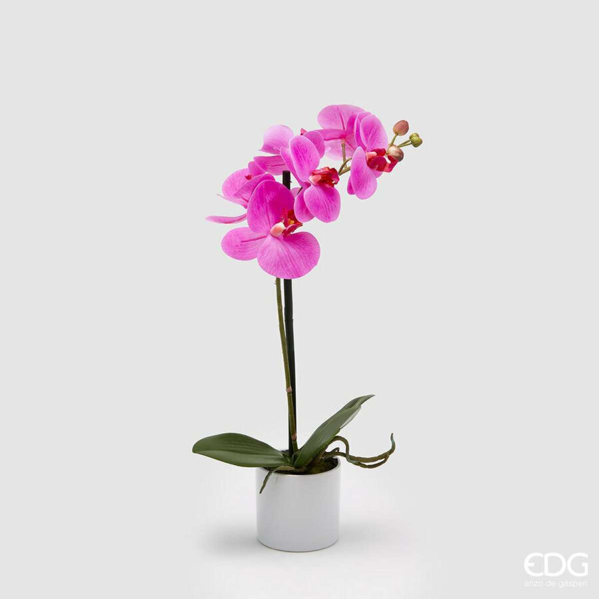 Immagine del prodotto Orchidea Phalaenopsis con Vaso h 40 cm - 2 Colori | EDG Enzo De Gasperi
