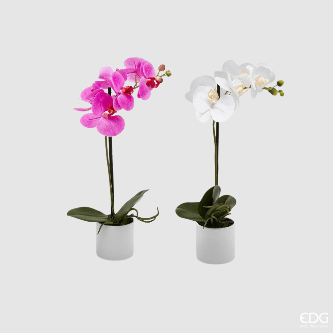 Immagine principale di Orchidea Phalaenopsis con Vaso h 40 cm - 2 Colori | EDG Enzo De Gasperi