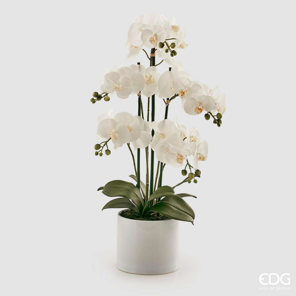 Immagine del prodotto Orchidea Phalaenopsis Bianca h 65cm vaso in ceramica | EDG Enzo De Gasperi