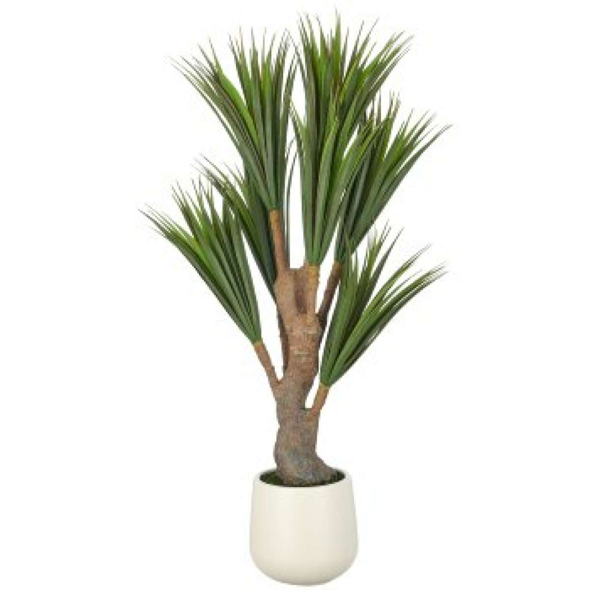 Immagine del prodotto Dracaena 150 cm con Vaso in Plastica 21x23 cm | Gasper since 1965