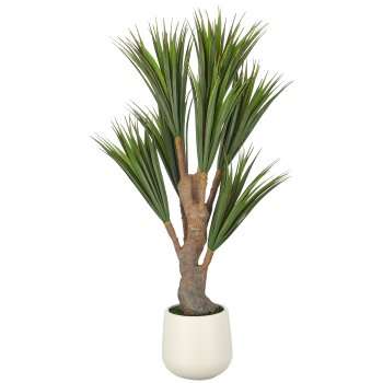 Immagine principale di Dracaena 150 cm con Vaso in Plastica 21x23 cm | Gasper since 1965