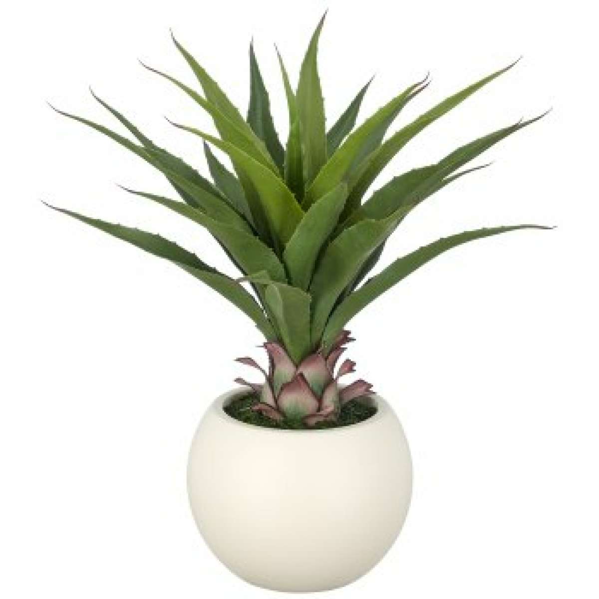 Immagine del prodotto Agave Salmiana 65cm con Vaso 27x21 cm | Gasper since 1965