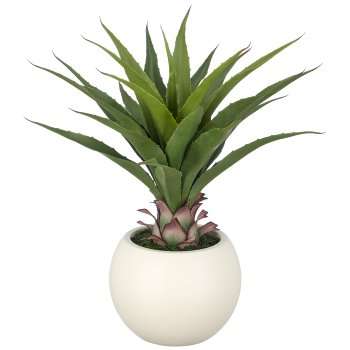 Immagine principale di Agave Salmiana 65cm con Vaso 27x21 cm | Gasper since 1965