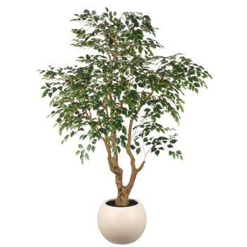 Immagine principale di Ficus Benjamina h 210 cm con Vaso 42x35 cm | Gasper since 1965