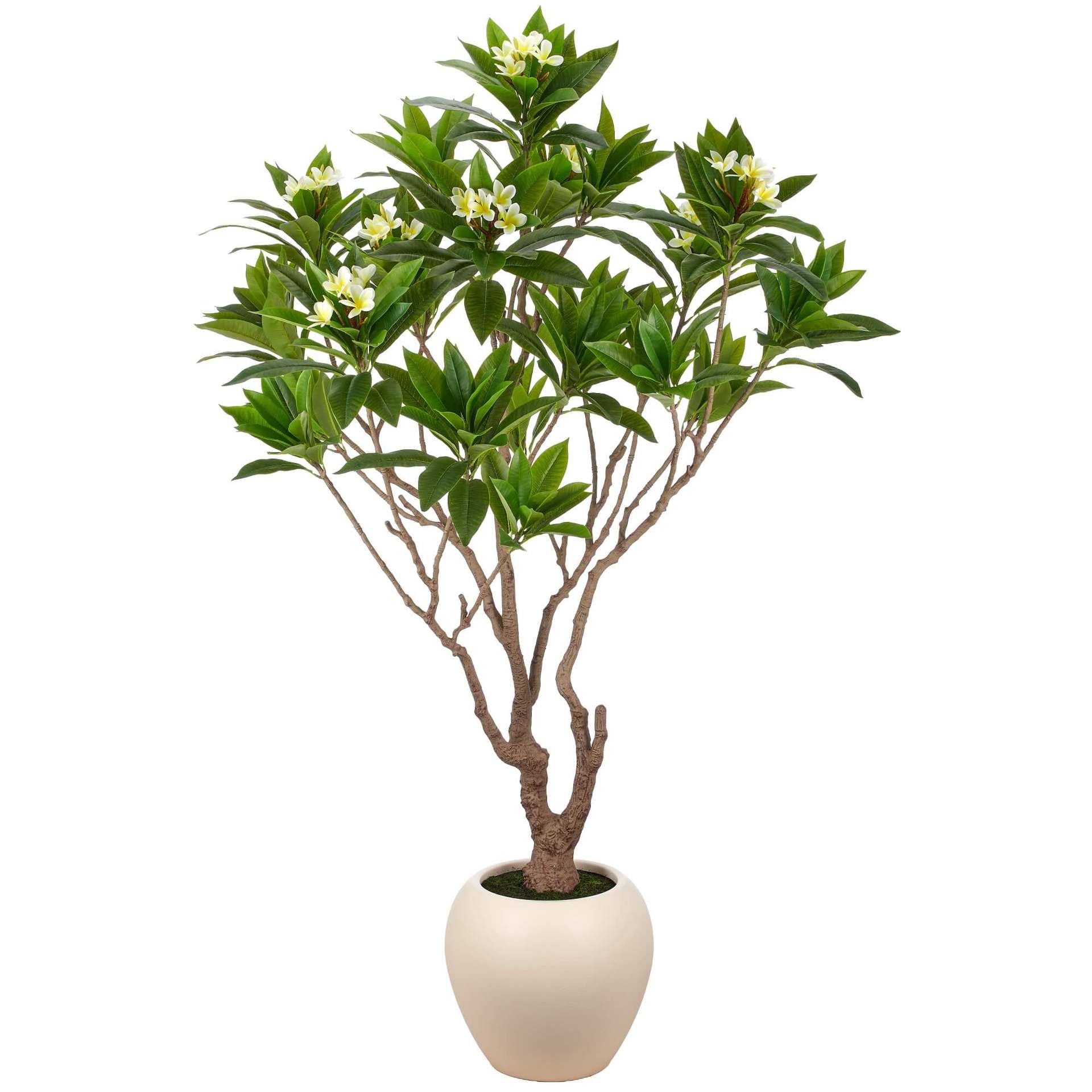 Immagine principale di Frangipani Plumeria Artificiale con Vaso H 225 cm | Gasper since 1965