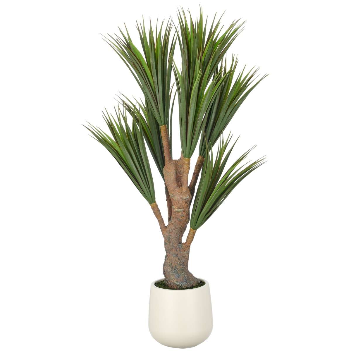 Immagine del prodotto Dracaena 150 cm con Vaso in Plastica 21x23 cm | Gasper since 1965