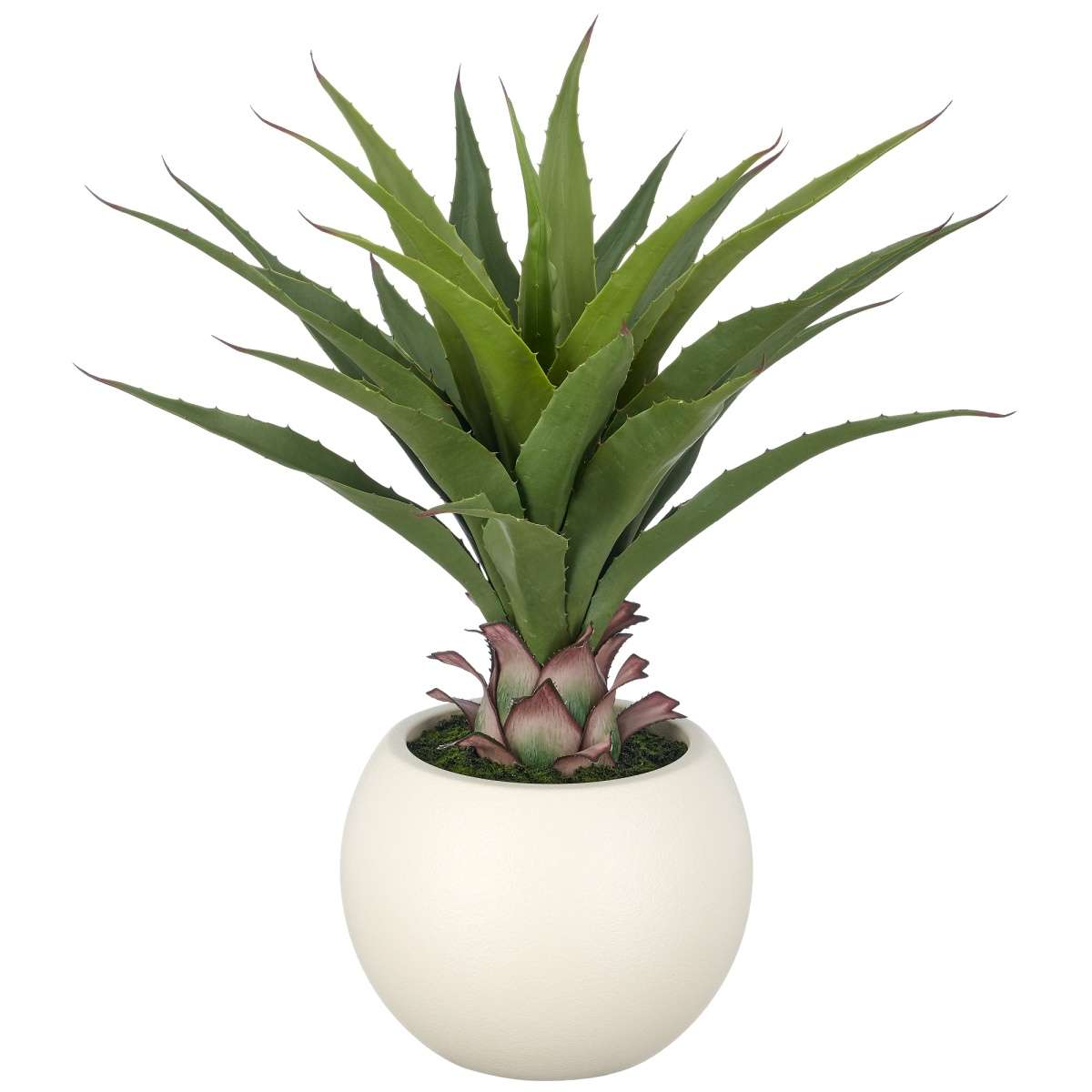 Immagine del prodotto Agave Salmiana 65cm con Vaso 27x21 cm | Gasper since 1965