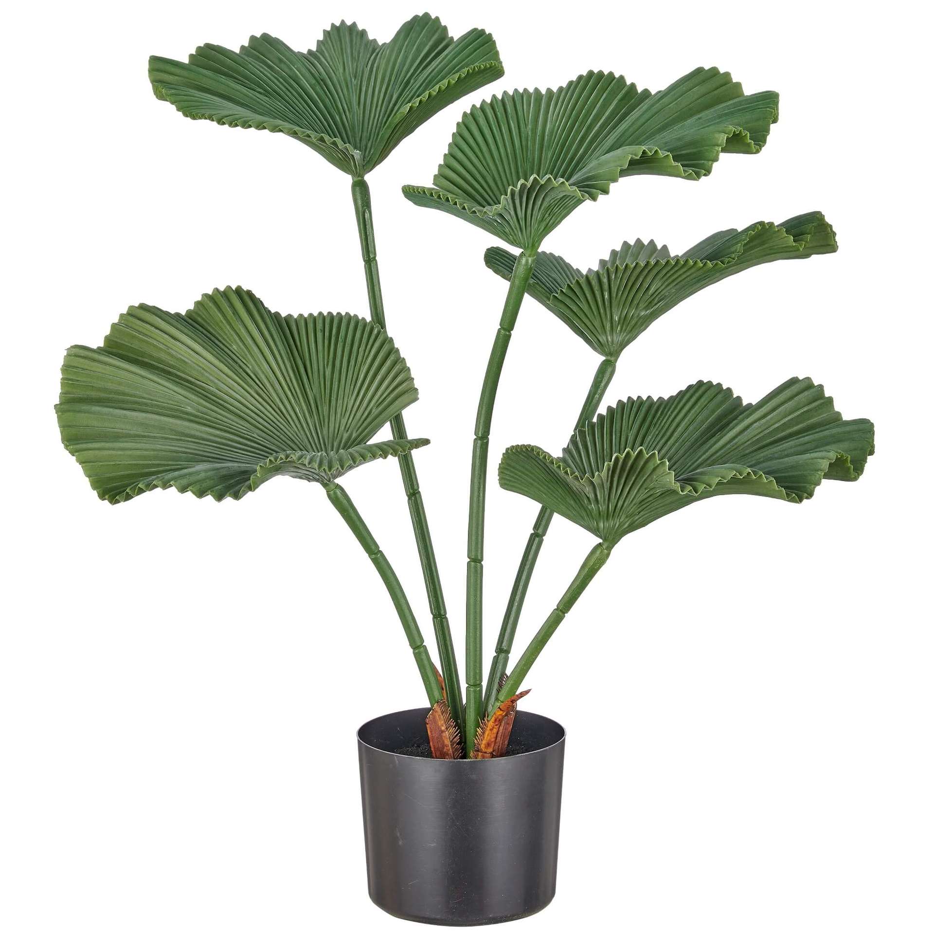 Immagine principale di Palma Ray 65cm con Vaso in Plastica 14,5x12,5 cm | Gasper since 1965