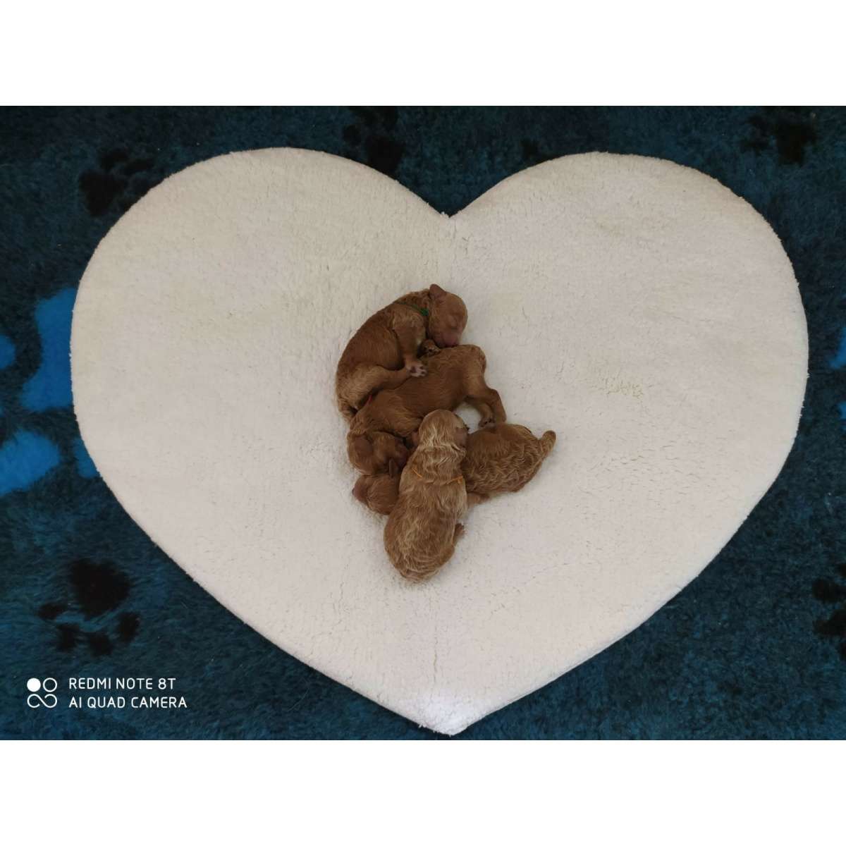 Immagine del prodotto Tappeto Jane a forma di Cuore in 100% Cotone Antiscivolo | Pietro Zanetti Home