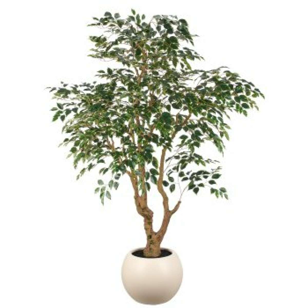 Ficus Benjamina h 210 cm con Vaso 42x35 cm | Gasper since 1965 Immagine del prodotto Ficus Benjamina h 210 cm con Vaso 42x35 cm | Gasper since 1965