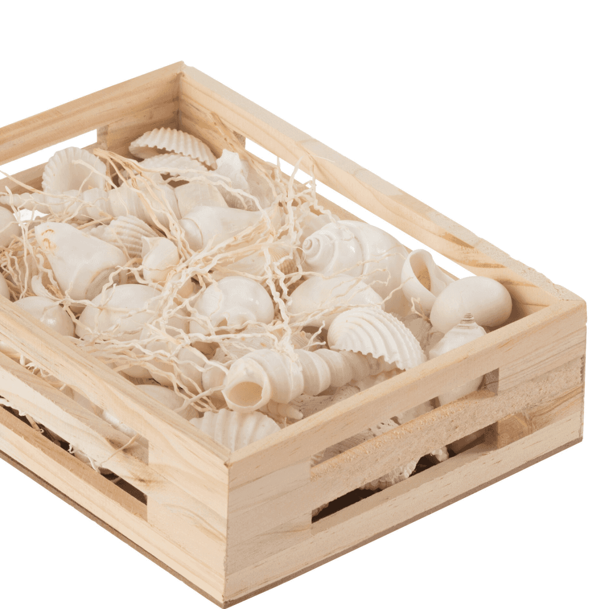 Conchiglie conchiglia sulla spiaggia con perle Seychelles Foto stock Conchiglie conchiglia sulla spiaggia con perle Seychelles Foto stock